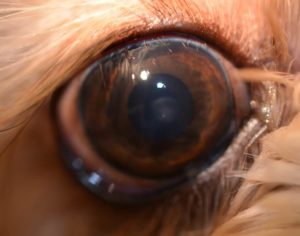 abnormal eyelashes touching the eye in dogs