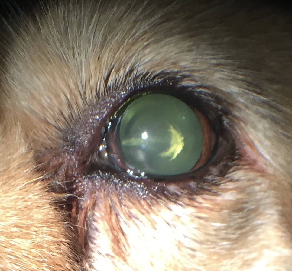 can dogs see immediately after cataract surgery