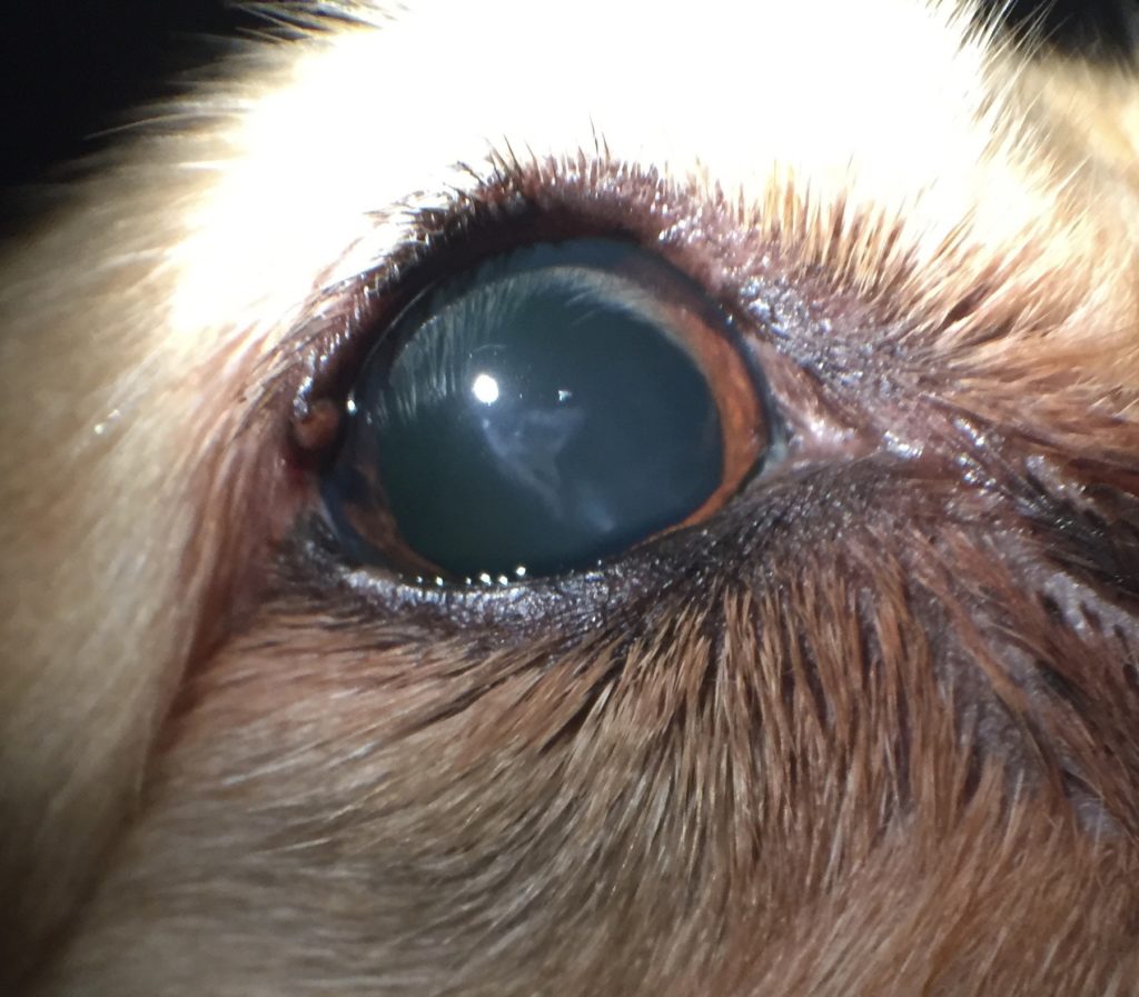 Cataract Canine Animal Eye Clinic