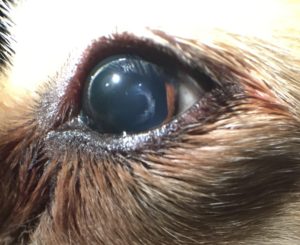 mature cataract dog
