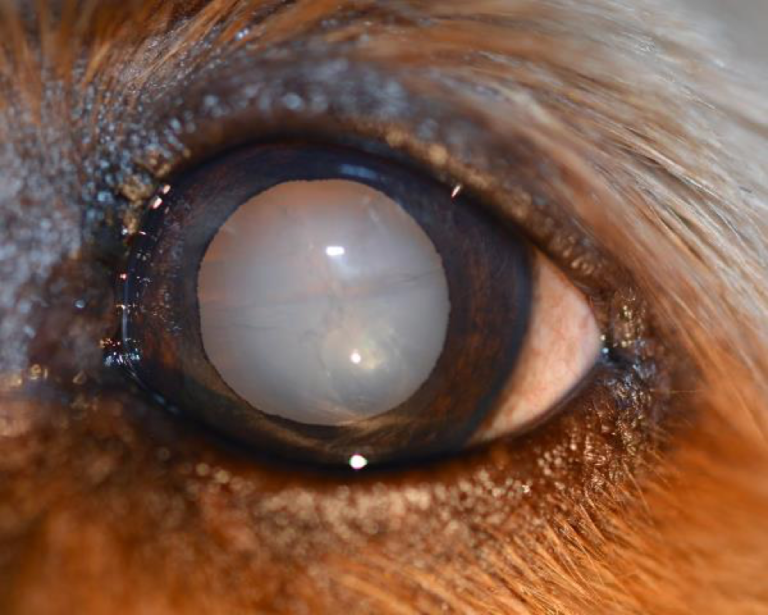 cataract-canine-2a – Animal Eye Clinic