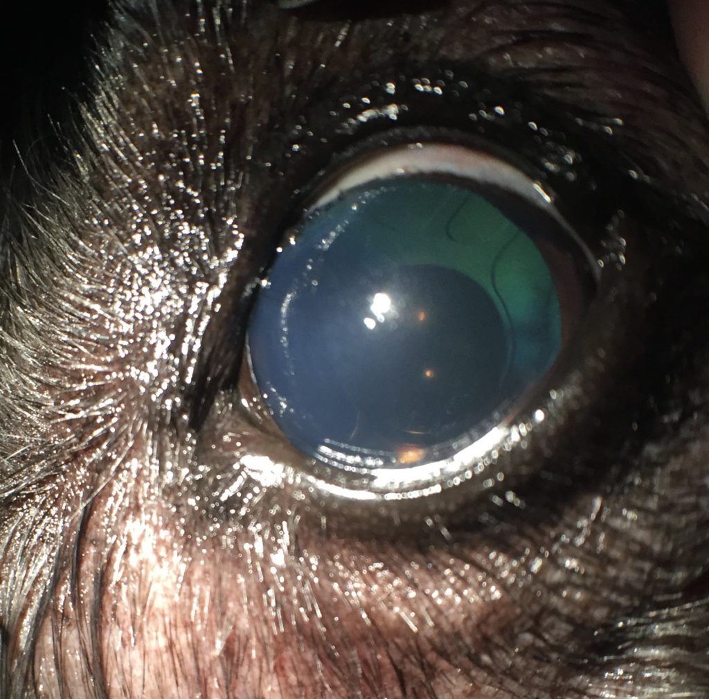 Cataract Canine Animal Eye Clinic