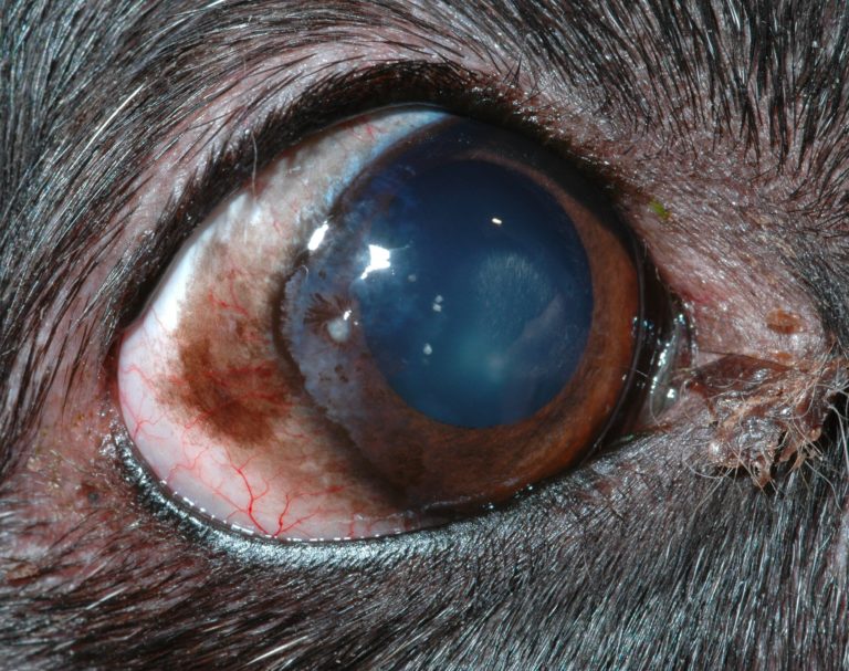 chronic-superficial-keratitis-canine – Animal Eye Clinic