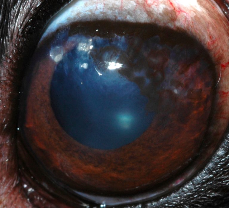 chronic-superficial-keratitis-csk-canine-animal-eye-clinic