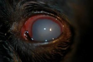 Glaucoma in Dogs