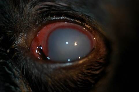 what dog breeds get glaucoma