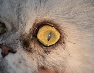 corneal-sequestrum-treatment-in-cats