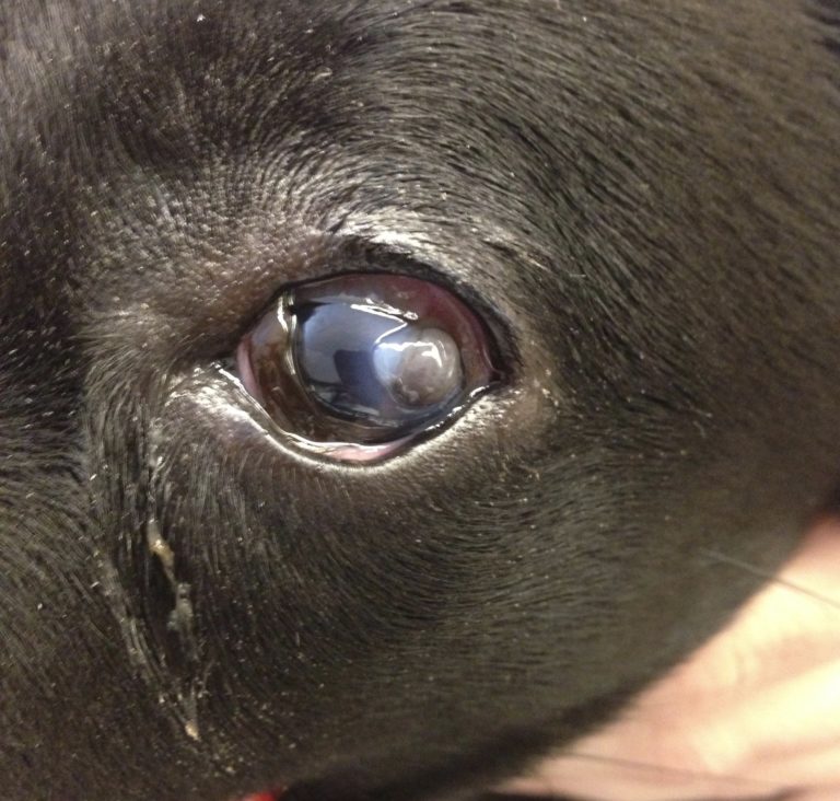 corneal-ulcer-in-dogs-example – Animal Eye Clinic