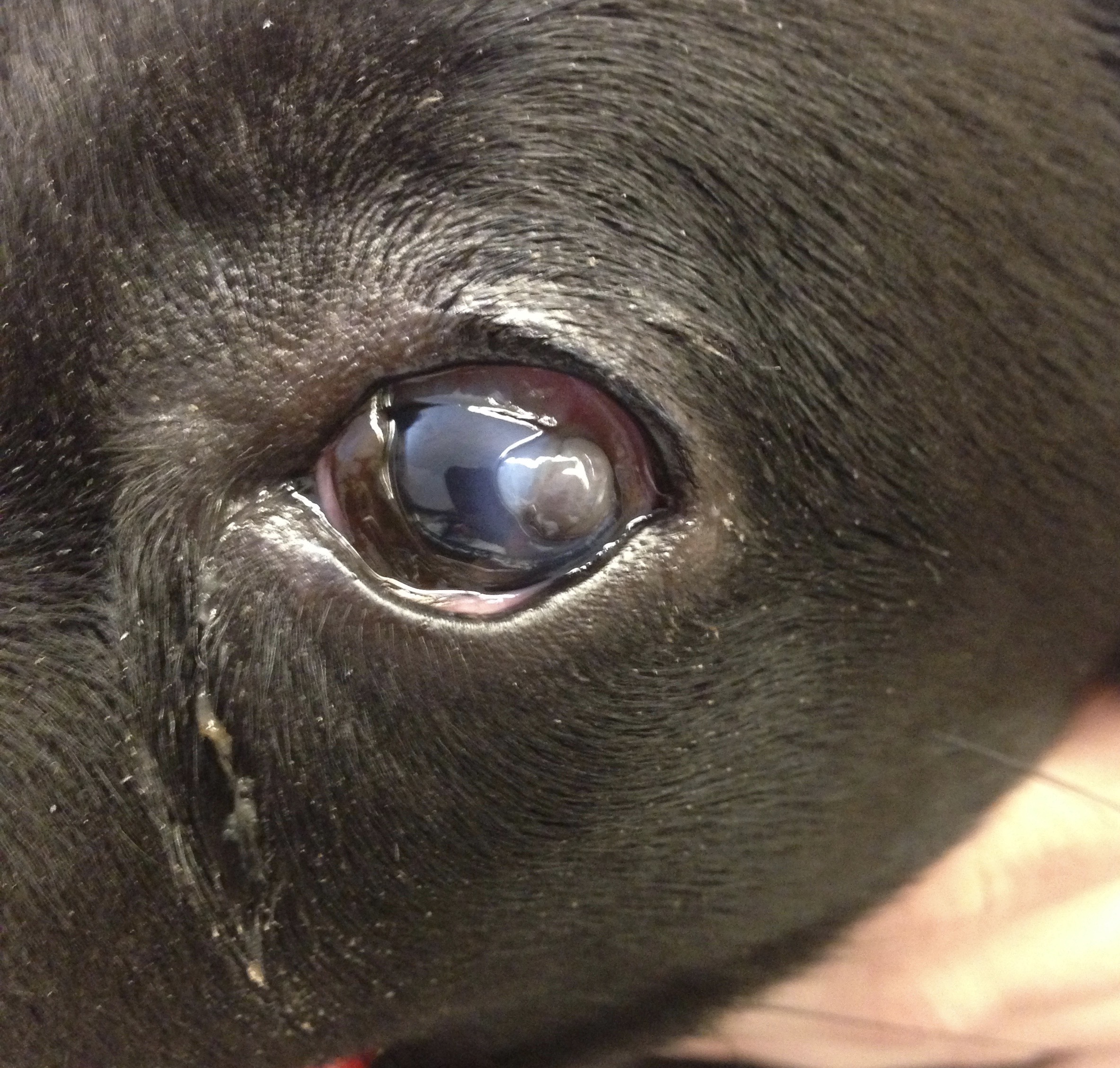 Corneal ulcer in dogs example Animal Eye Clinic