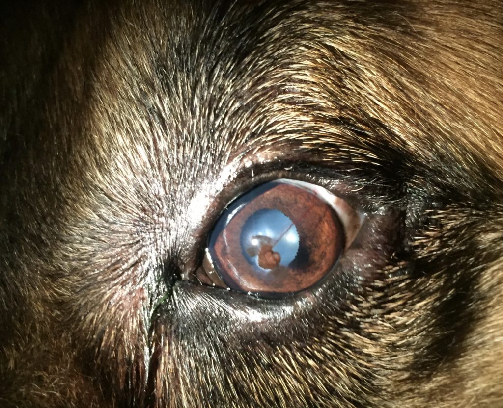 Corneal ulcer in dogs treatment Animal Eye Clinic