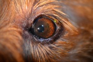 dog-eye-after-glaucoma-treated-animal-eye-clinic