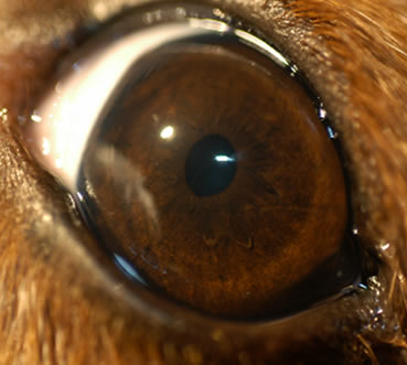 Stella S Cataract Surgery Animal Eye Clinic