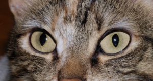 feline-herpes-treatment-in-cats - Animal Eye Clinic