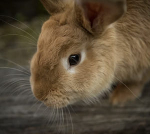 understanding vision in animals