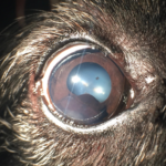 Uveal Melanoma – Canine – Animal Eye Clinic