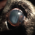 Uveal Melanoma – Canine – Animal Eye Clinic