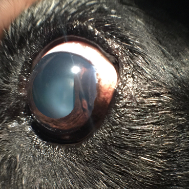 uveal-melanoma-canine-2b – Animal Eye Clinic