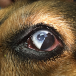 Uveal Melanoma – Canine – Animal Eye Clinic