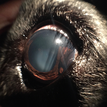 uveal-melanoma-canine