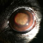 Uveitis – Canine – Animal Eye Clinic