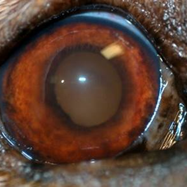 uveitis-canine-4 – Animal Eye Clinic