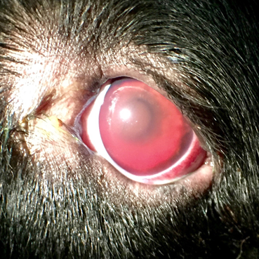 uveitis-canine