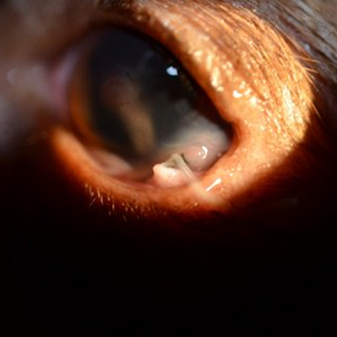 uveitis canine