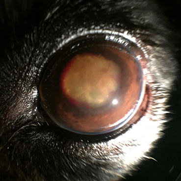 uveitis canine
