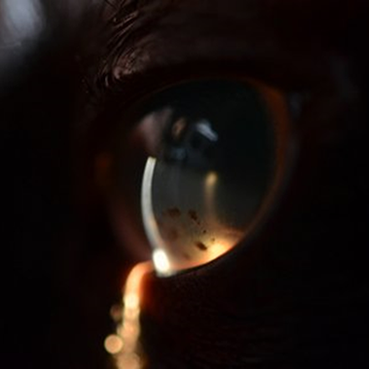 uveitis feline