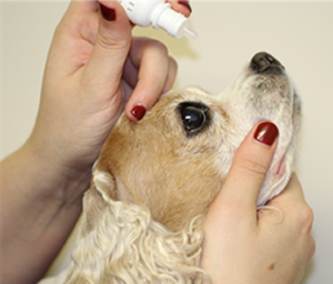 eye drops and pets