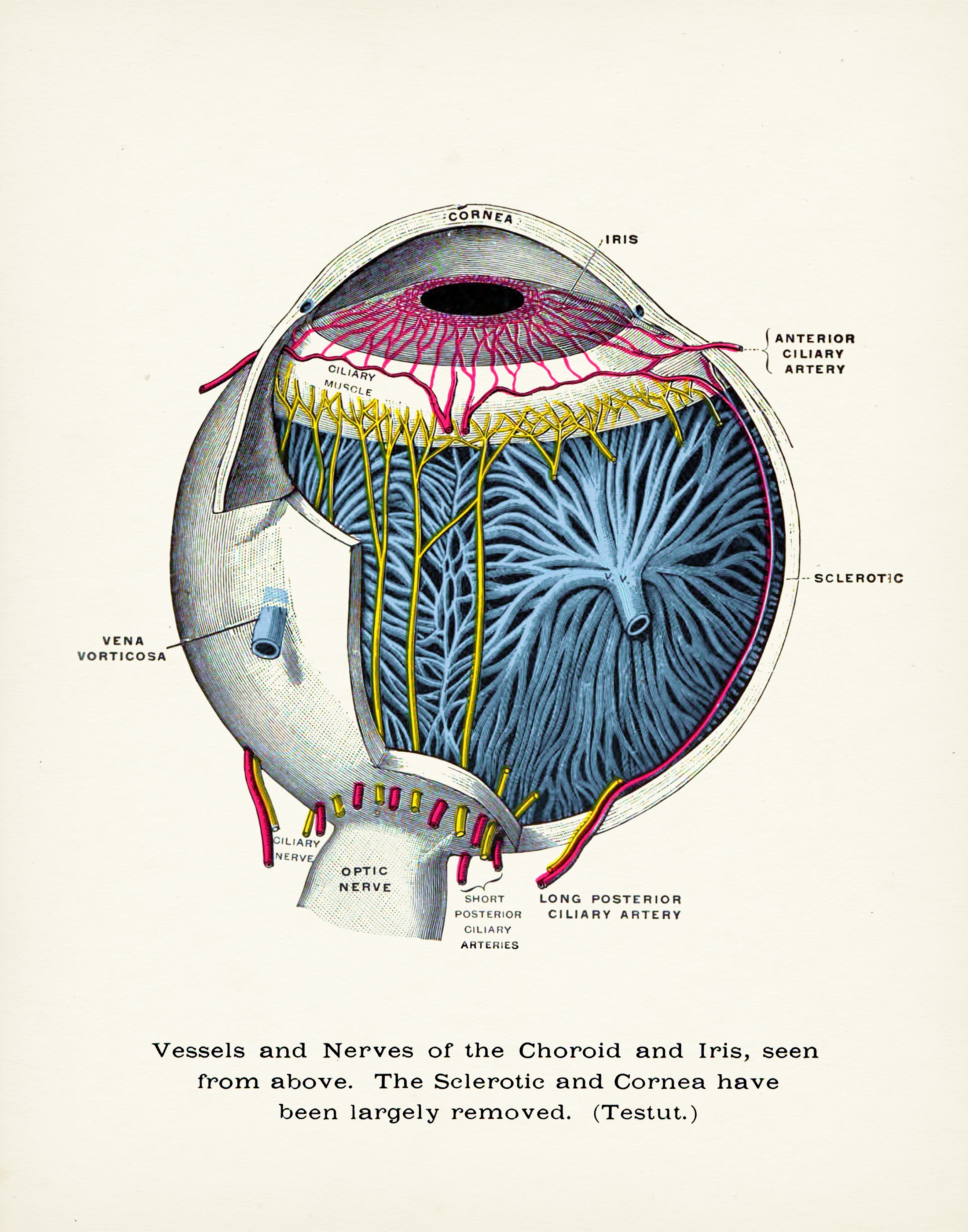 eye-diagram – Animal Eye Clinic