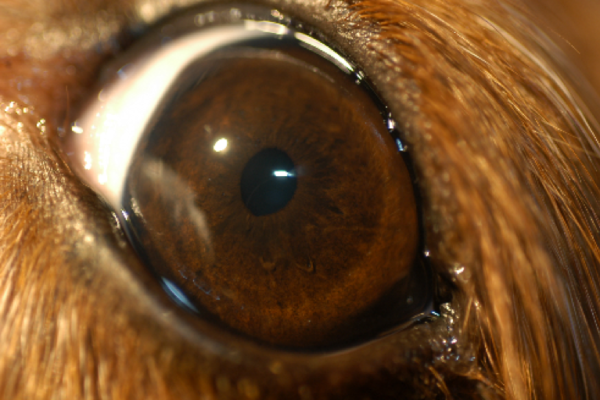 photograph of a normal dog eye – Animal Eye Clinic