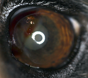 Intracorneal hemorrhage-in-dogs-2 – Animal Eye Clinic