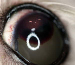 Intracorneal hemorrhage-in-dogs Figure3