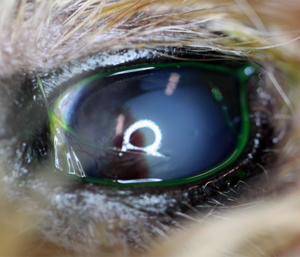 Intracorneal hemorrhage-in-dogs Figure 4