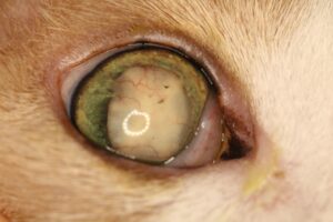 Chronic lens-induced uveitis - Feline