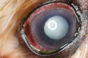 Lens-induced uveitis OD from mature cataract - dog