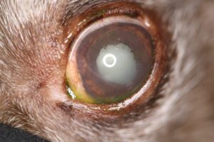 Lens-induced uveitis OS from a diabetic cataract -dog