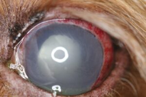 Lens-induced uveitis OD from mature cataract - dog