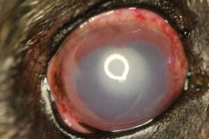 Lens-induced uveitis from a diabetic cataract - dog