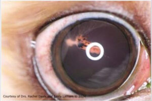 Linear cataract in mini goldendoodle following lens capsule tear OD