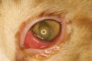 Cat with persistent corneal erosion in the central cornea