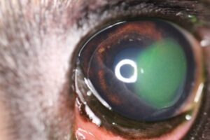 Large persistent corneal erosion in dog.