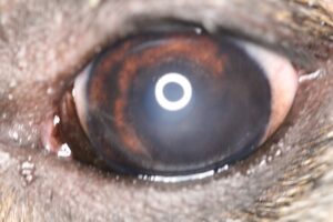 Healed corneal erosion in dog