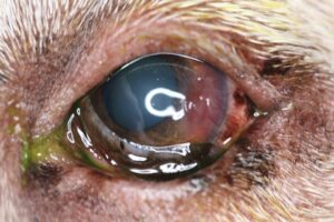 Persistent corneal erosion with corneal vascularization in dog