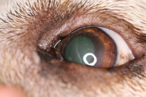 Healed corneal erosion in dog