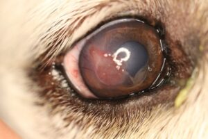 Persistent corneal erosion in dog