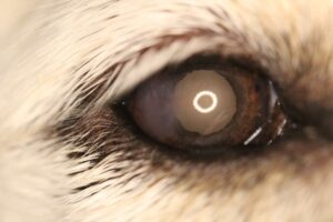 Healed corneal erosion in dog