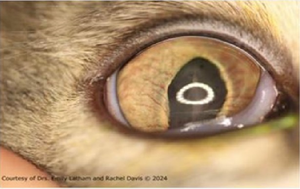 Uveitis Phacoclastic Feline Animal Eye Clinic 