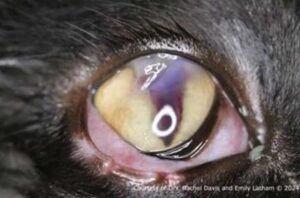 Penetrating Ocular Trauma – Animal Eye Clinic